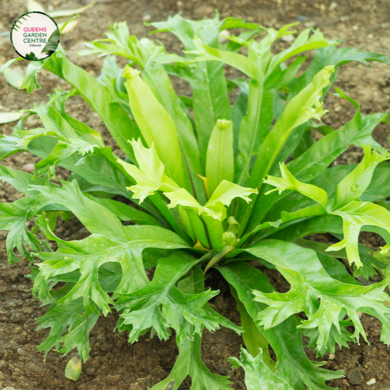 Close-up photo of an Asplenium Nidus Crissie plant, commonly known as Bird's Nest Fern, showcasing its vibrant and lush fronds. The plant features large, glossy, and arching fronds that emerge from a central rosette. The fronds have a bright green color with a smooth texture and undulating edges.