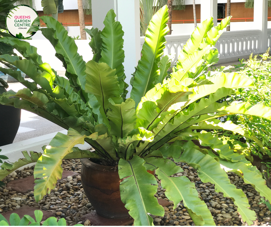 Alt Text: "Asplenium australasicum Birds Nest Fern, featuring vibrant green fronds arranged in a nest-like formation, adding elegance to any botanical setting."