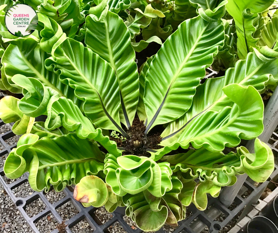 "Asplenium nidus Bird's Nest Fern, featuring its lush, vibrant green fronds forming a nest-like arrangement."