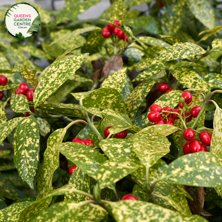 "Close-up of Aucuba japonica, commonly known as Japanese Aucuba or Gold Dust Plant, featuring glossy, serrated leaves with distinctive gold speckles. This evergreen shrub adds a touch of vibrant greenery and elegance to gardens and landscapes."