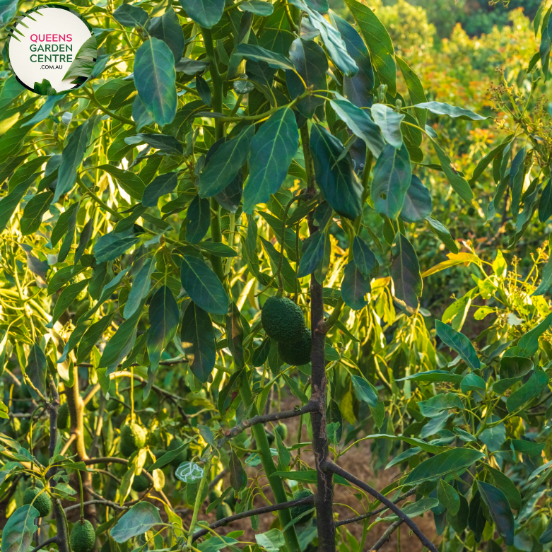 Alt text: Persea americana 'Hass,' a grafted Hass Avocado plant. This evergreen tree is known for its oval-shaped, dark green leaves and the potential to produce creamy Hass avocados. A popular choice for home gardens, it offers both ornamental appeal and the prospect of a delicious and nutritious harvest.