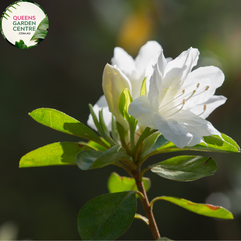 Close-up photo of an Azalea Aut 'Lily' Rhod Hybrid plant, showcasing its vibrant and delicate flowers. The plant features a cluster of beautiful, trumpet-shaped flowers in various shades of pink. The petals have a soft and velvety texture, and they form a harmonious arrangement around the center of the flower.