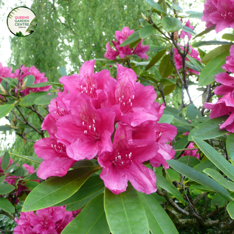 Close-up photo of an Azalea Autumn Jewel™ Hybrid plant, showcasing its vibrant and abundant blooms. The plant features clusters of large, trumpet-shaped flowers in various shades of pink and purple. The petals have a velvety texture and are delicately ruffled, adding depth and visual interest to the blossoms.