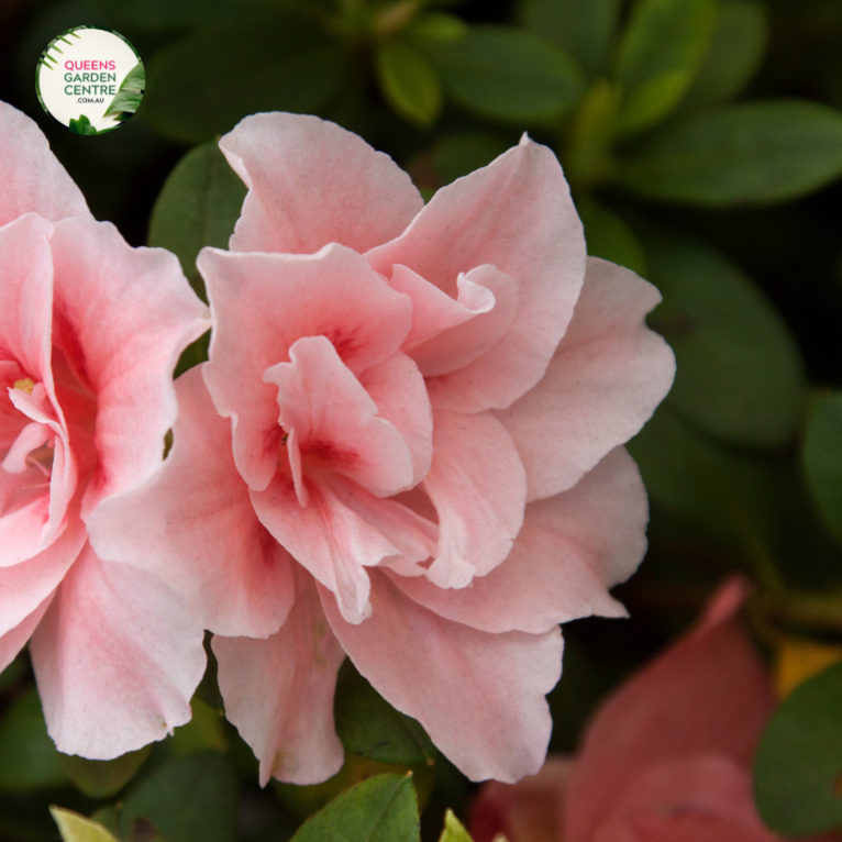 An enchanting photograph of the Azalea indica 'Doctor Dorfmann' plant in full bloom. The shrub boasts a profusion of vibrant, trumpet-shaped, salmon-pink flowers that gracefully adorn its dense, glossy, dark green foliage. The elegant blooms form clusters, creating a breathtaking floral display.