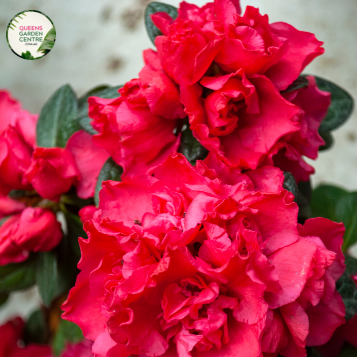 An enchanting photograph of the Azalea indica 'Doctor Dorfmann' plant in full bloom. The shrub boasts a profusion of vibrant, trumpet-shaped, salmon-pink flowers that gracefully adorn its dense, glossy, dark green foliage. The elegant blooms form clusters, creating a breathtaking floral display.