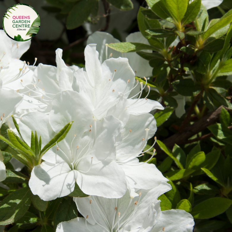 "Close-up of Azalea indica 'Mrs. Kint White,' featuring pure white, elegant blooms against a backdrop of glossy green foliage. This evergreen azalea adds a classic and timeless touch to gardens and landscapes."