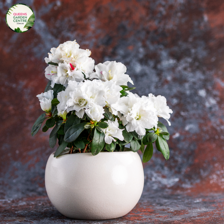 A picturesque image of the Azalea indica 'White Bouquet' plant in full bloom. The shrub is adorned with an abundance of pristine, snow-white flowers, each featuring delicate, frilly petals that create an exquisite floral display. The glossy, dark green foliage serves as an elegant backdrop, enhancing the beauty of the white blooms.