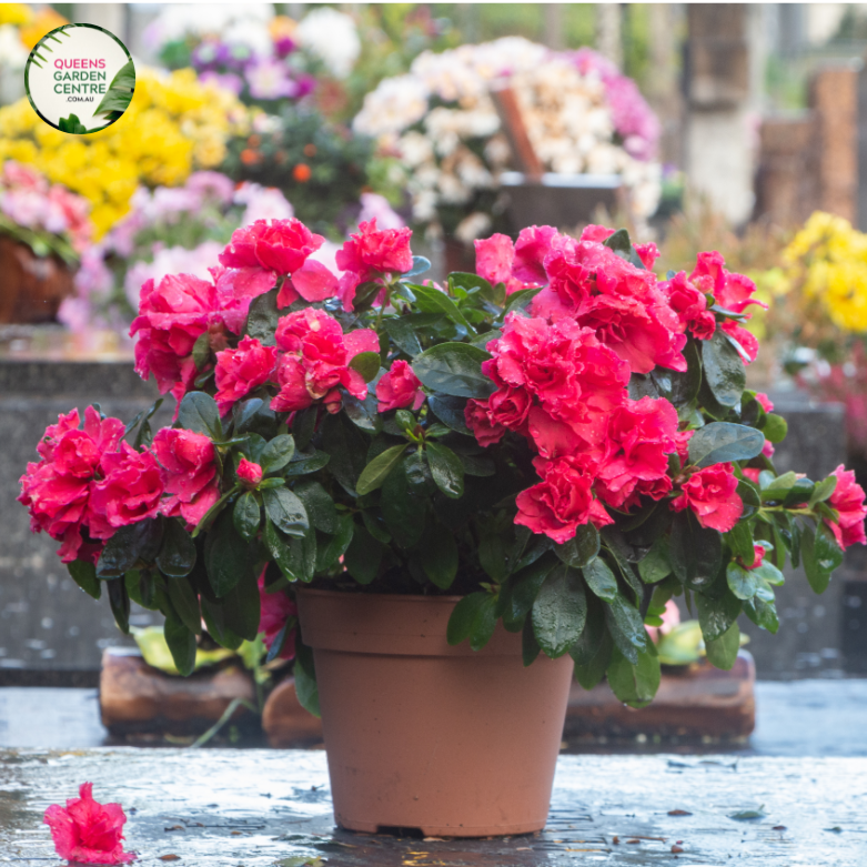 Close-up photo of an Azalea indica 'Only One Earth' plant, showcasing its captivating and colorful flowers. The plant features clusters of medium-sized, trumpet-shaped blooms in shades of pink and white. The petals have a velvety texture and are arranged in a striking and harmonious pattern.