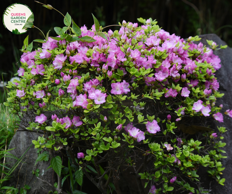 "Close-up of Azalea kurume 'Kirin,' showcasing its compact form and abundant, vibrant pink blooms. This ornamental azalea adds a splash of cheerful color and a touch of elegance to gardens and landscapes."