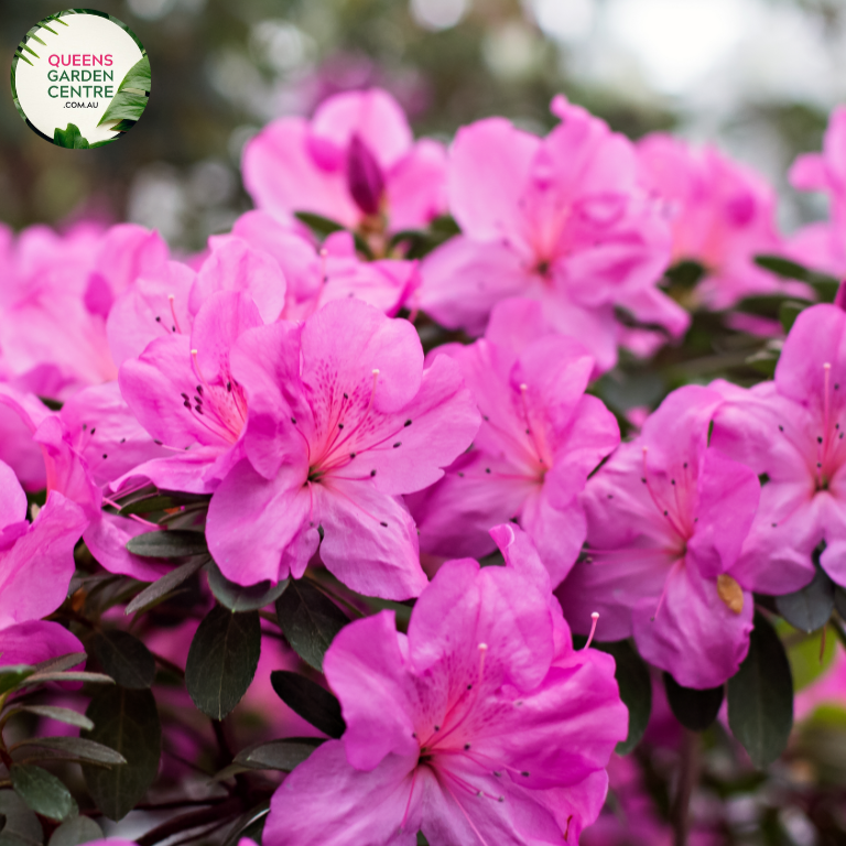"Close-up of Azalea kurume 'Kirin,' showcasing its compact form and abundant, vibrant pink blooms. This ornamental azalea adds a splash of cheerful color and a touch of elegance to gardens and landscapes."