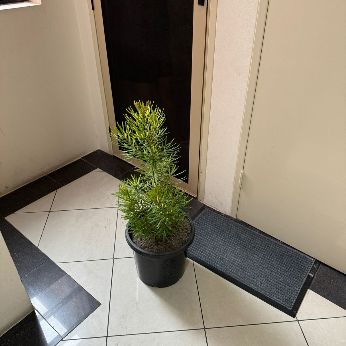 Simple: Close-up of a Banksia spinulosa flower.
Descriptive: Close-up of a Banksia spinulosa flower head with its distinctive styles.
Detailed: Close-up of the yellow and black flower spike of a Banksia spinulosa with emerging flowers.
Focus on Texture: Close-up showing the textured flowers and spiky leaves of Banksia spinulosa.