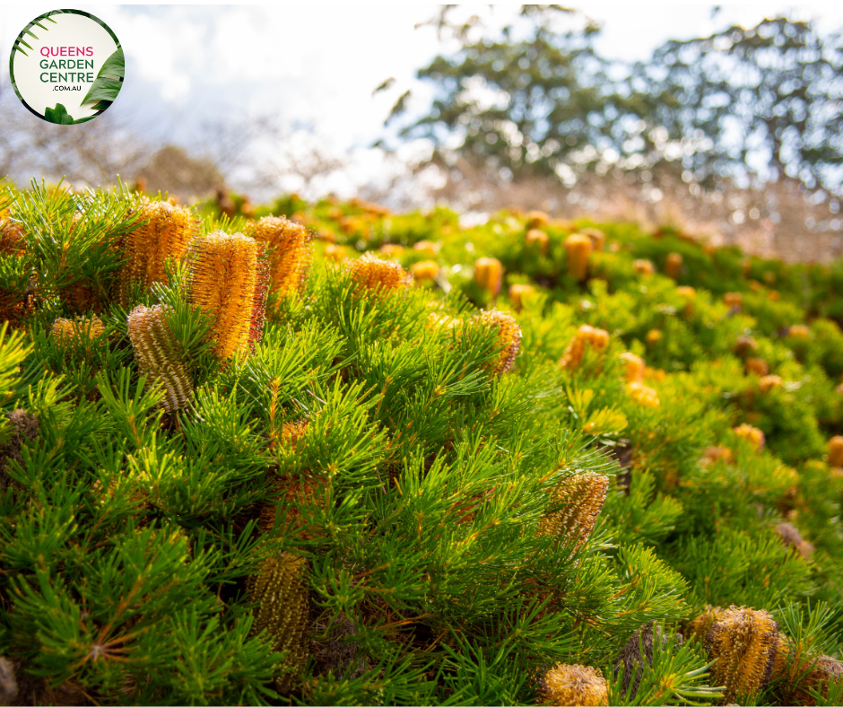 Alt text: Close-up photo of a Banksia spinulosa plant, featuring its distinctive cylindrical flower spikes. The Australian native plant displays golden-yellow inflorescences composed of numerous small, tubular flowers. The photo captures the intricate details of the flowers, highlighting their unique structure and the overall beauty of the Banksia spinulosa.
