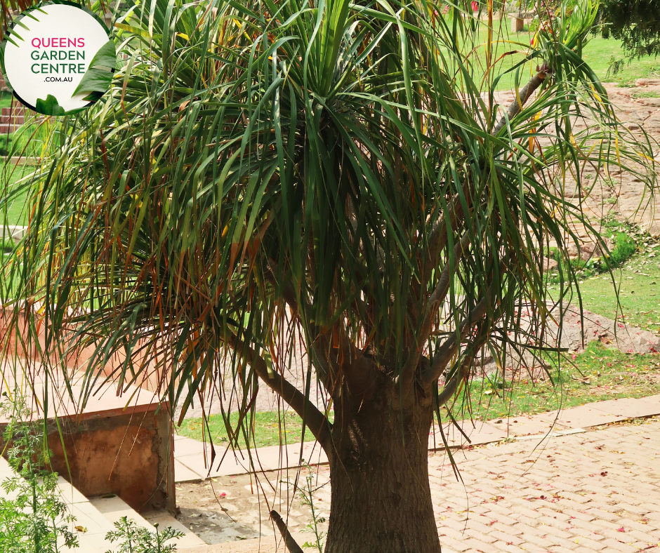 Close-up photo of a Beaucarnea recurvata Ponytail Palm plant, showcasing its unique and striking foliage. The plant features a single, thick and curving trunk, topped with a dense cluster of long, thin leaves that resemble a ponytail. The leaves have a deep green color and a slightly arching growth pattern. The photo captures the intricate details of the leaves and trunk, highlighting the plant's characteristic shape and the lush green color of the Beaucarnea recurvata Ponytail Palm.