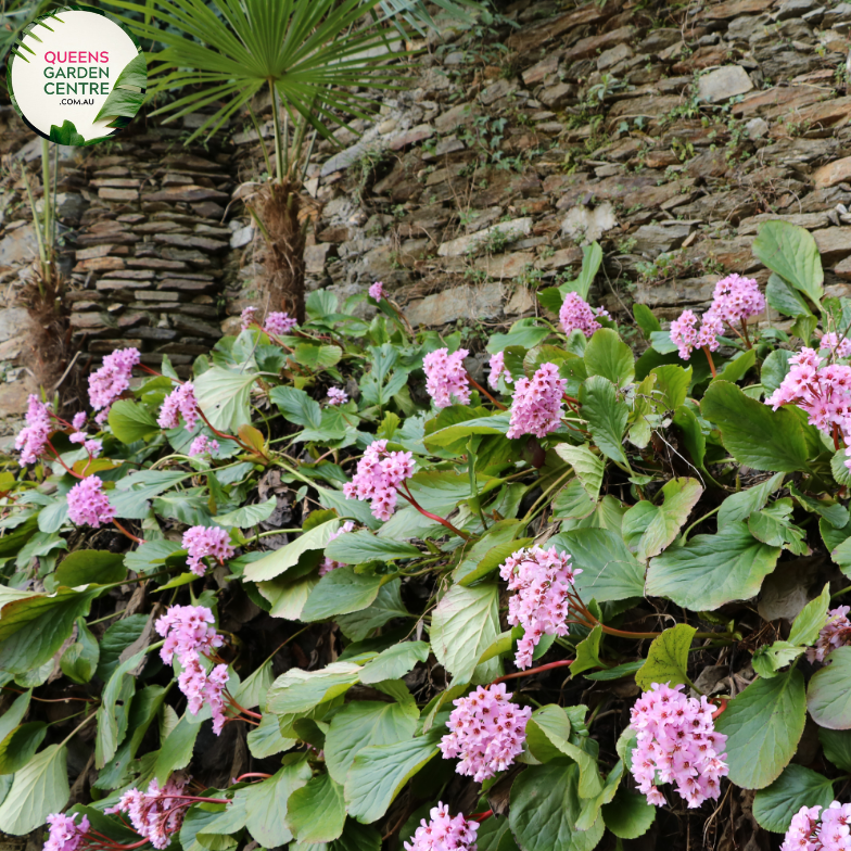 Close-up of Bergenia x schmidtii: In this close-up image, the heart-shaped leaves of Bergenia x schmidtii are prominent, showcasing their glossy texture and vibrant green color. The leaves are arranged in a rosette formation, with serrated edges and prominent veins running through them. Some leaves exhibit reddish tones along the edges, adding visual interest to the plant.