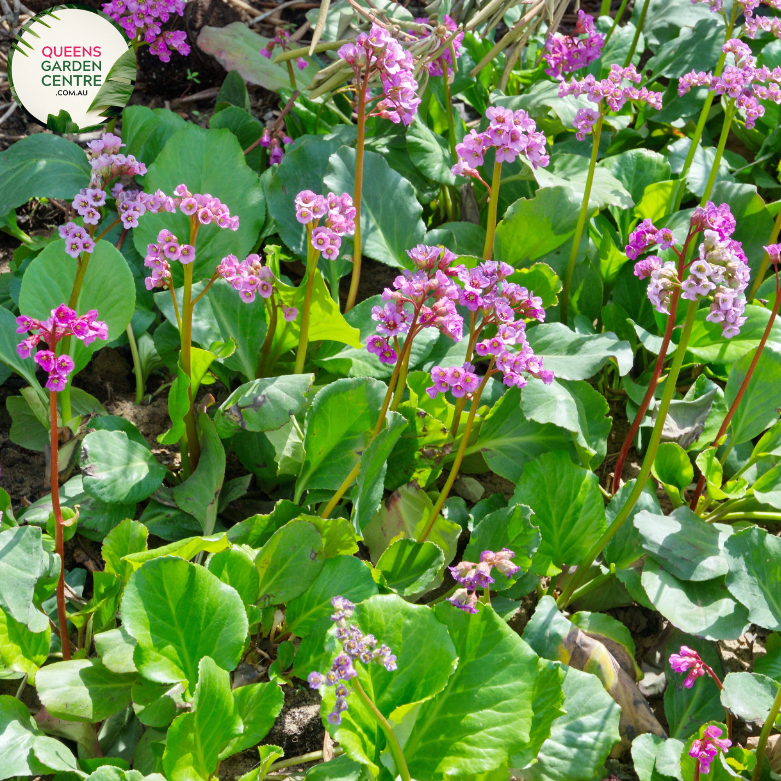 Close-up of Bergenia x schmidtii: In this close-up image, the heart-shaped leaves of Bergenia x schmidtii are prominent, showcasing their glossy texture and vibrant green color. The leaves are arranged in a rosette formation, with serrated edges and prominent veins running through them. Some leaves exhibit reddish tones along the edges, adding visual interest to the plant.