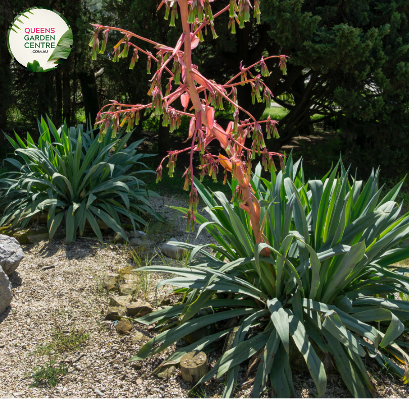 Alt text: Close-up photo of a Beschorneria yuccoides plant, commonly known as the Mexican Lily or Yucca Aloe. This succulent rosette-forming plant features long, arching, strap-like leaves with serrated edges. The leaves, in shades of green and blue-green, radiate from a central point, creating an appealing and architectural form. The image captures the unique and striking appearance of the Beschorneria yuccoides, adding a touch of elegance to arid and succulent gardens.