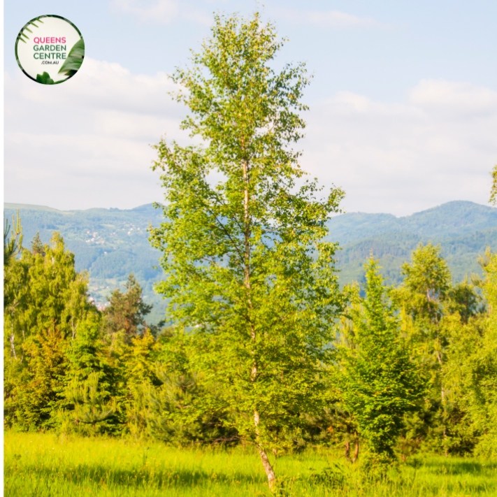 Close-up photo of a Betula pendula, commonly known as Silver Birch, showcasing its elegant and distinctive features. The plant features a slender, silvery-white trunk with characteristic peeling bark. The trunk is surrounded by delicate, pendulous branches with bright green, ovate leaves that flutter gently in the breeze.
