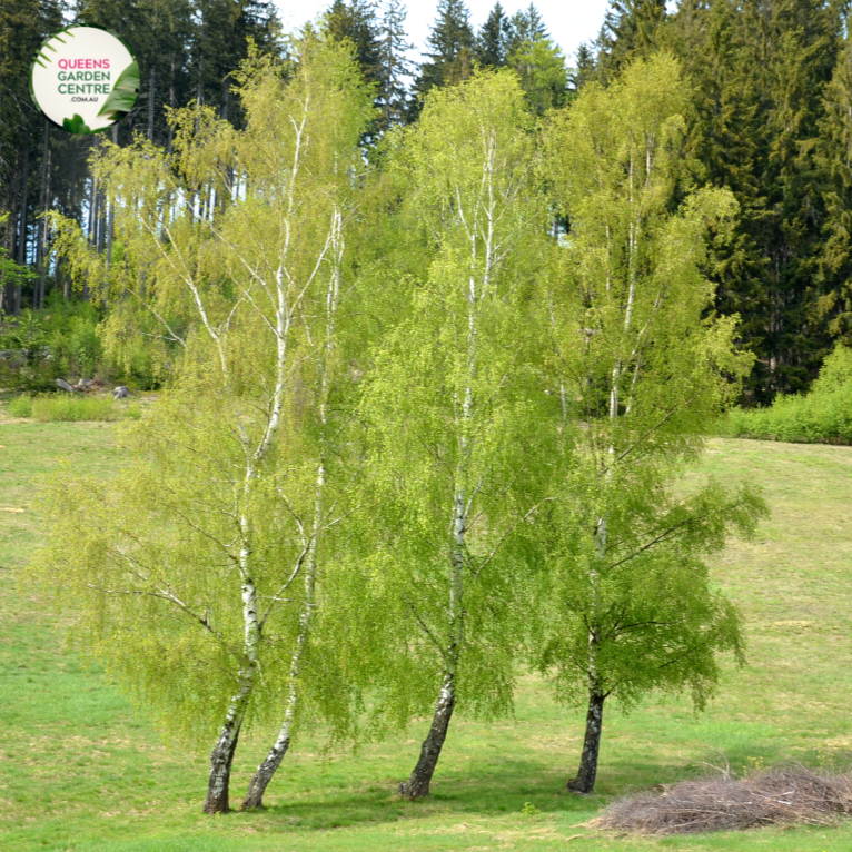 Close-up photo of a Betula pendula, commonly known as Silver Birch, showcasing its elegant and distinctive features. The plant features a slender, silvery-white trunk with characteristic peeling bark. The trunk is surrounded by delicate, pendulous branches with bright green, ovate leaves that flutter gently in the breeze.