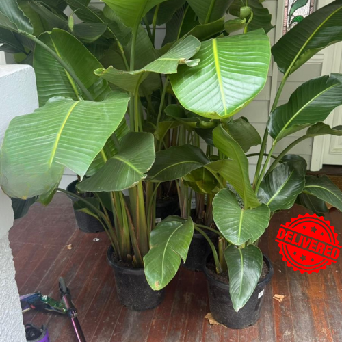 Bird of Paradise (Strelitzia Nicolai)