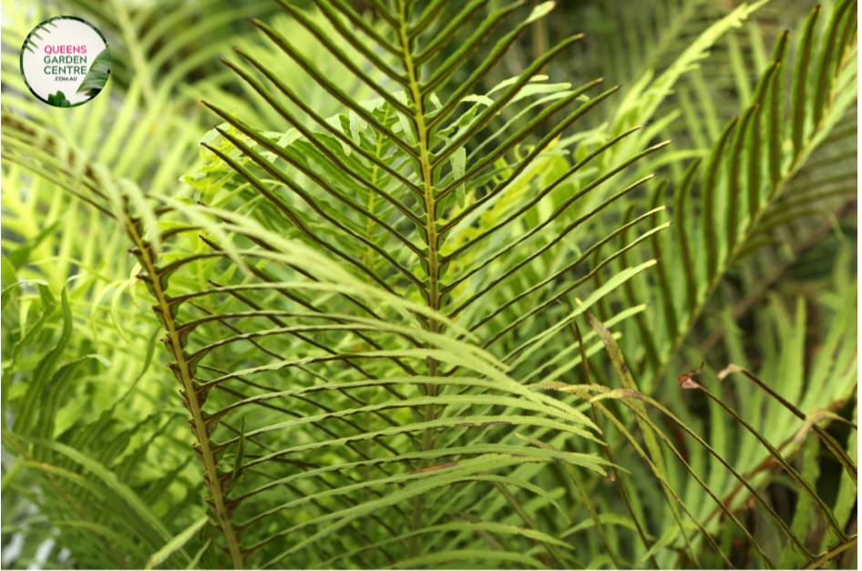 Close-up photo of a Blechnum Gibbum Silver Lady plant, commonly known as Silver Lady Fern, showcasing its elegant and lush fronds. The plant features a cluster of finely divided, silvery-green fronds that create a graceful and delicate appearance. The fronds have a feathery texture and are arranged in a symmetrical manner. The photo captures the intricate details of the fronds, highlighting the silvery-green color, the finely divided segments, and the overall beauty of the Blechnum Gibbum Silver Lady plant.