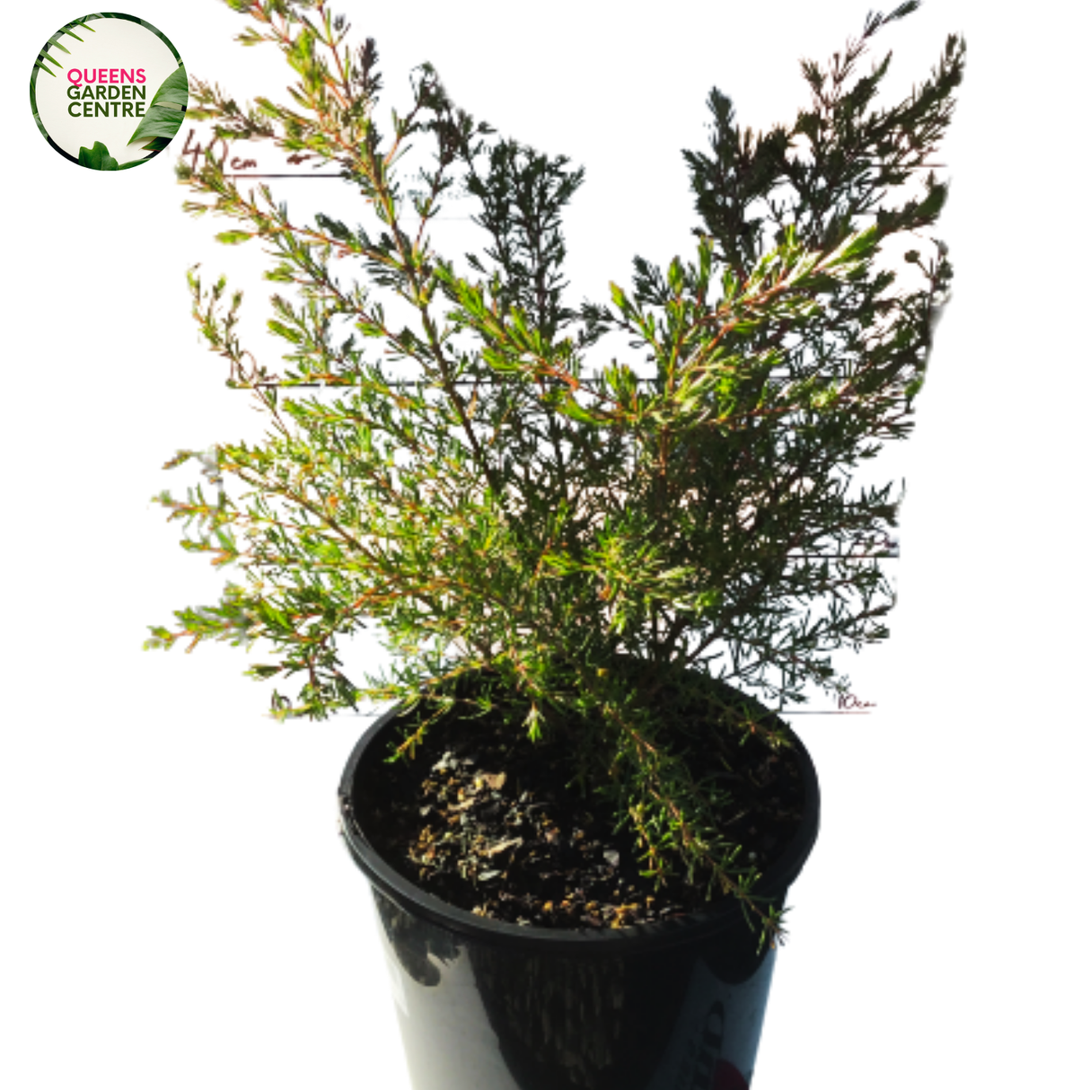 Boronia megastigma (Brown) is a small shrub with dark brown, cup-shaped flowers and aromatic foliage, emitting a strong, sweet fragrance.