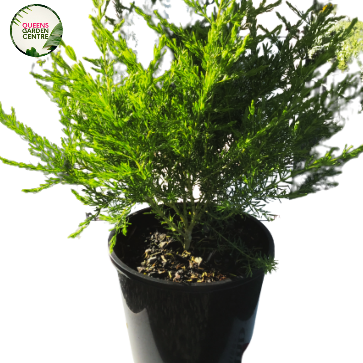 Boronia megastigma lutea features small, bright yellow flowers with a strong fragrance, surrounded by green, aromatic foliage.