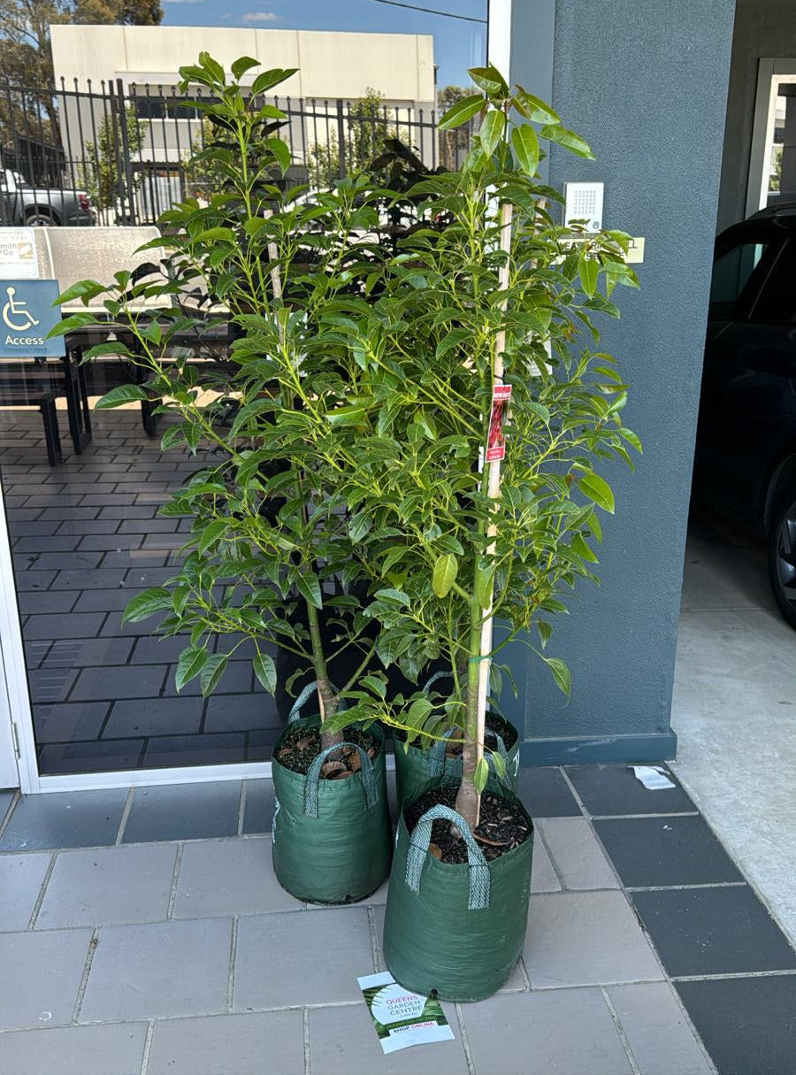 Simple: Close-up of a red Brachychiton Jerilderie Red flower.
Descriptive: Close-up of the vibrant red flower of a Brachychiton Jerilderie Red.
Detailed: Close-up of the bell-shaped, deep red flower of a Brachychiton Jerilderie Red, showing its unique form.
Focus on Color: The intense red of a Brachychiton Jerilderie Red flower in close-up.
If showing texture: Close-up of the textured, waxy petals of a Brachychiton Jerilderie Red flower.