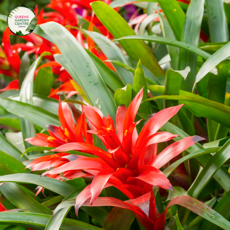 Close-up photo of assorted Bromeliad species, showcasing their unique and captivating features. The plants feature rosettes of vibrant and colorful leaves with patterns ranging from stripes to spots. The leaves have a glossy texture and form a central cup-shaped reservoir, which can hold water. The photo captures the intricate details of the foliage, highlighting the diverse range of colors, patterns, and shapes found in the Bromeliad spp. assortment.