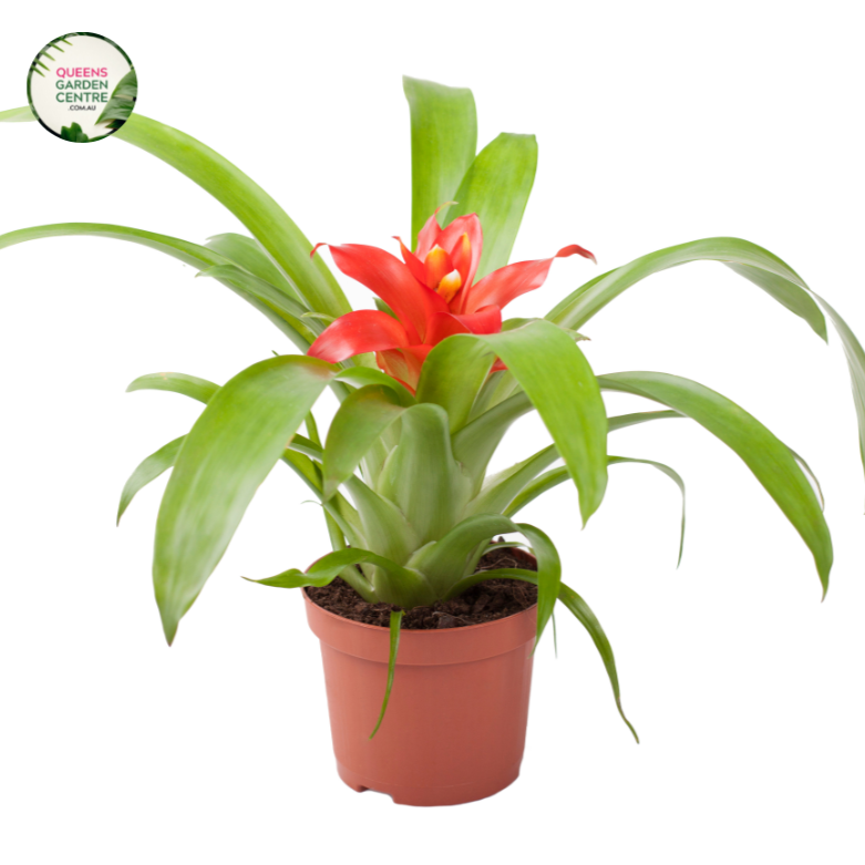 Close-up photo of assorted Bromeliad species, showcasing their unique and captivating features. The plants feature rosettes of vibrant and colorful leaves with patterns ranging from stripes to spots. The leaves have a glossy texture and form a central cup-shaped reservoir, which can hold water. The photo captures the intricate details of the foliage, highlighting the diverse range of colors, patterns, and shapes found in the Bromeliad spp. assortment.