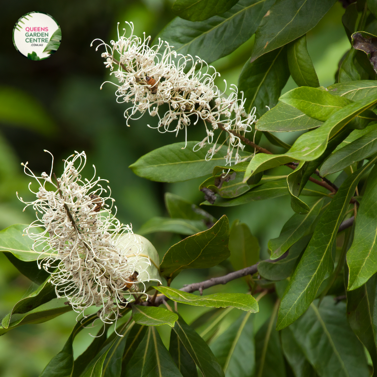 Close-up photo of a Buckinghamia celsissima plant, commonly known as the Ivory Curl Flower, showcasing its delicate and elegant flowers. The plant features clusters of small, bell-shaped blossoms in shades of ivory or creamy white. The petals are slightly curved and have a delicate texture, adding to the charm of the flowers. The photo captures the intricate details of the blossoms, highlighting their pale color, the graceful shape, and the overall beauty of the Buckinghamia celsissima plant.