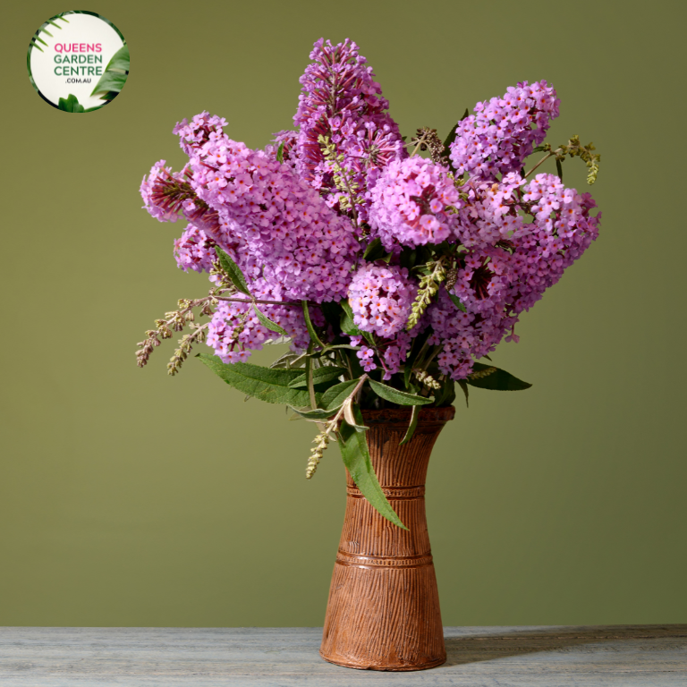 "Buddleja davidii, commonly known as Butterfly Bush, featuring long, fragrant flower spikes with vibrant hues, attracting butterflies and pollinators to the garden."