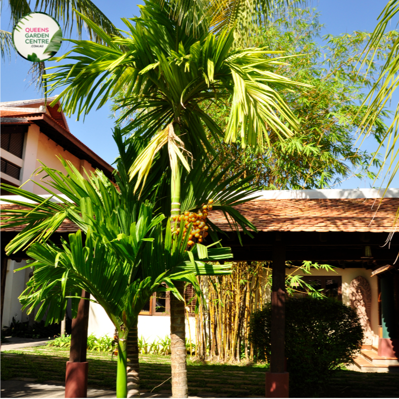 Close-up photo of a Butia capitata plant, commonly known as the Pindo Palm or Jelly Palm, showcasing its tropical and distinctive features. The plant features a cluster of feather-like fronds with a silvery-blue color and arching growth pattern. The fronds are densely arranged and have a graceful appearance. The photo captures the intricate details of the fronds, highlighting their silver-blue color, the fine texture of the leaflets, and the overall beauty of the Butia capitata plant.