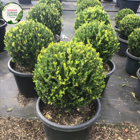 Buxus Microphylla Faulkner Topiary Balls