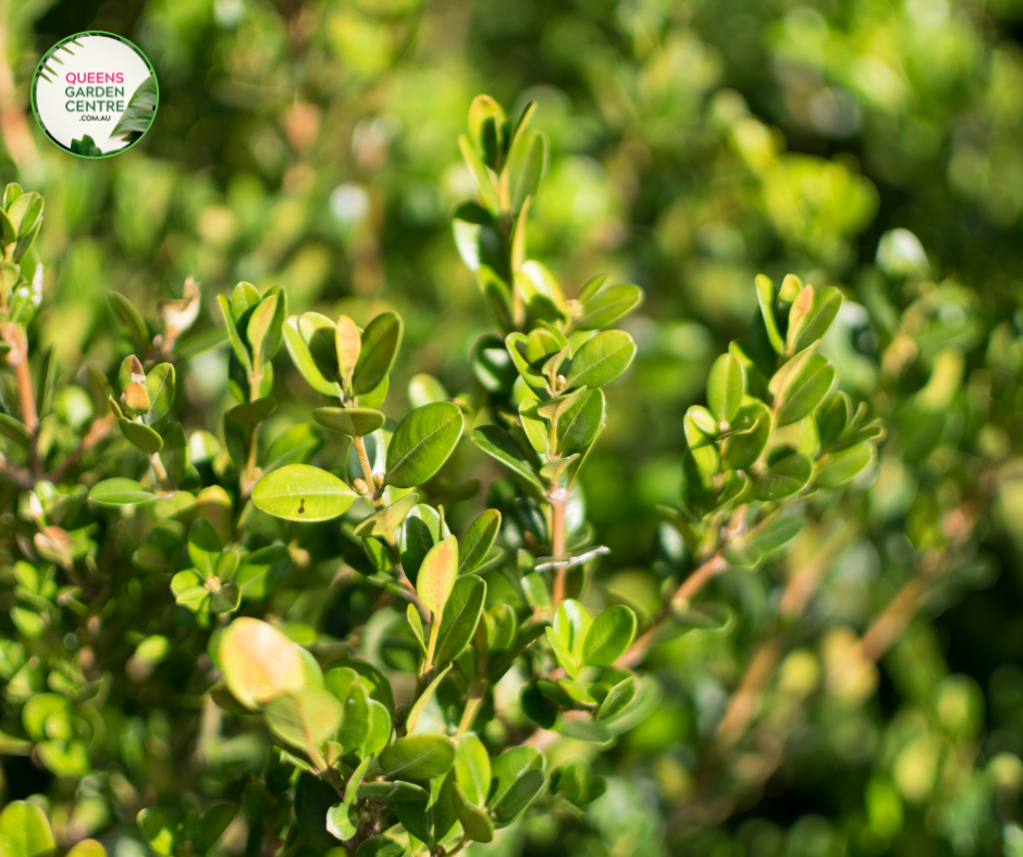 Close-up photo of a Buxus japonica, commonly known as Japanese Box, showcasing its dense and compact foliage. The plant features small, glossy, and ovate leaves in a vibrant shade of green. The leaves are tightly arranged, creating a neat and uniform appearance. The photo captures the intricate details of the foliage, highlighting the glossy texture, the rich green color, and the overall beauty of the Buxus japonica, also known as Japanese Box.