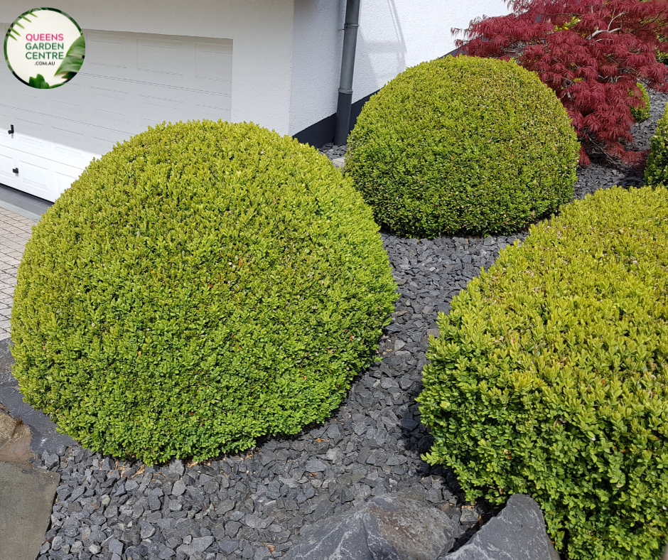 "Buxus microphylla Faulkner, a compact evergreen shrub, showcasing dense, small, glossy green leaves, perfect for hedging and ornamental use in gardens."