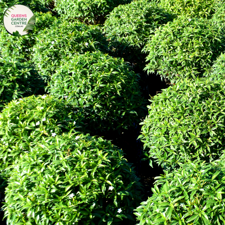 "Buxus microphylla Faulkner, a compact evergreen shrub, showcasing dense, small, glossy green leaves, perfect for hedging and ornamental use in gardens."
