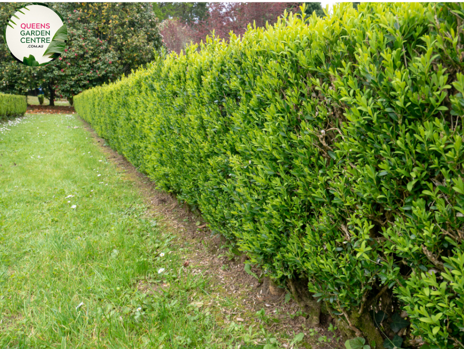 Buxus sempervirens engelsk æske