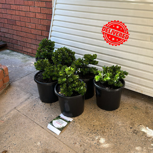 Carissa Macrocarpa Desert Star