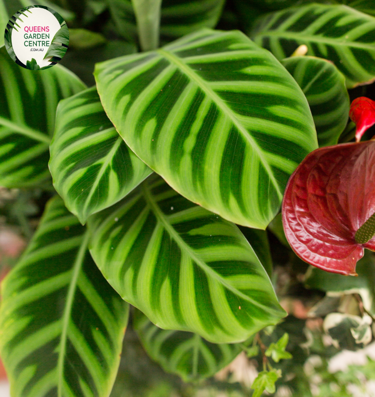 Close-up photo of a Calathea Fasciata plant, commonly known as Cigar Calathea or Zebra Plant, showcasing its unique and striking foliage. The plant features large, ovate leaves with bold, dark green stripes on a lighter green background, resembling zebra stripes. The leaves have a velvety texture and a slightly arching growth pattern.
