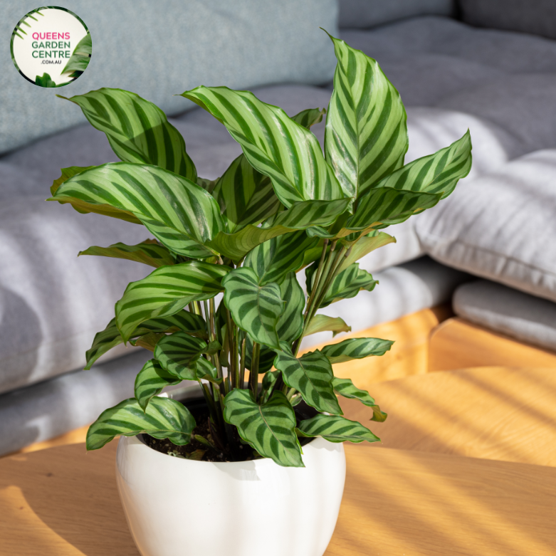 "Calathea Freddie plant, displaying striking green and white striped leaves with purple undersides, showcasing its unique and vibrant foliage, ideal for indoor decor."