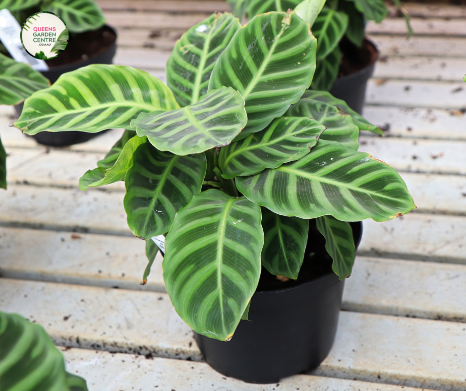 An image of a Calathea Zebrina Tissue Culture plant, also known as the Zebra plant. The plant showcases large, elongated leaves with distinct zebra-like patterns of dark green stripes on a lighter green background. The leaves have a velvety texture and a slightly wavy shape, adding to the plant's visual appeal.