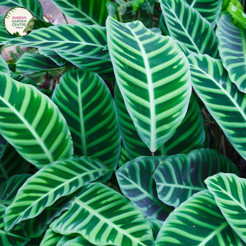 An image of a Calathea Zebrina Tissue Culture plant, also known as the Zebra plant. The plant showcases large, elongated leaves with distinct zebra-like patterns of dark green stripes on a lighter green background. The leaves have a velvety texture and a slightly wavy shape, adding to the plant's visual appeal.