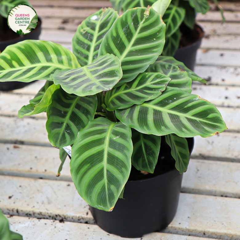 Close-up photo of a Calathea zebrina plant, commonly known as Zebra Plant, showcasing its distinctive and captivating foliage. The plant features large, ovate leaves with bold, dark green stripes on a lighter green background, creating a striking zebra-like pattern. The leaves have a velvety texture and are slightly elongated, adding to their visual appeal.