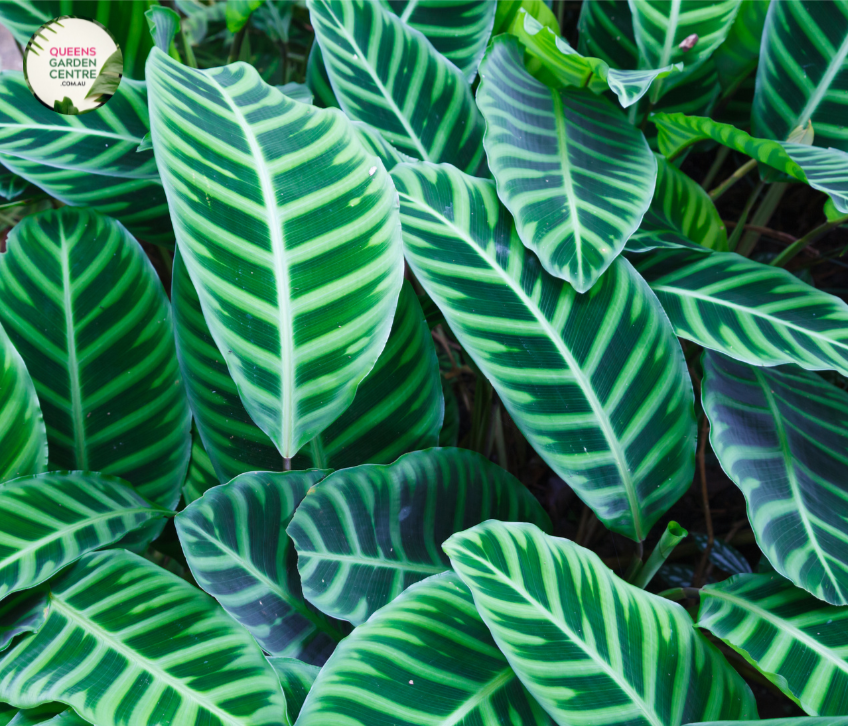 Close-up photo of a Calathea zebrina plant, commonly known as Zebra Plant, showcasing its distinctive and captivating foliage. The plant features large, ovate leaves with bold, dark green stripes on a lighter green background, creating a striking zebra-like pattern. The leaves have a velvety texture and are slightly elongated, adding to their visual appeal.