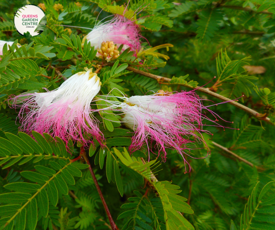 Calliandra Brevipes