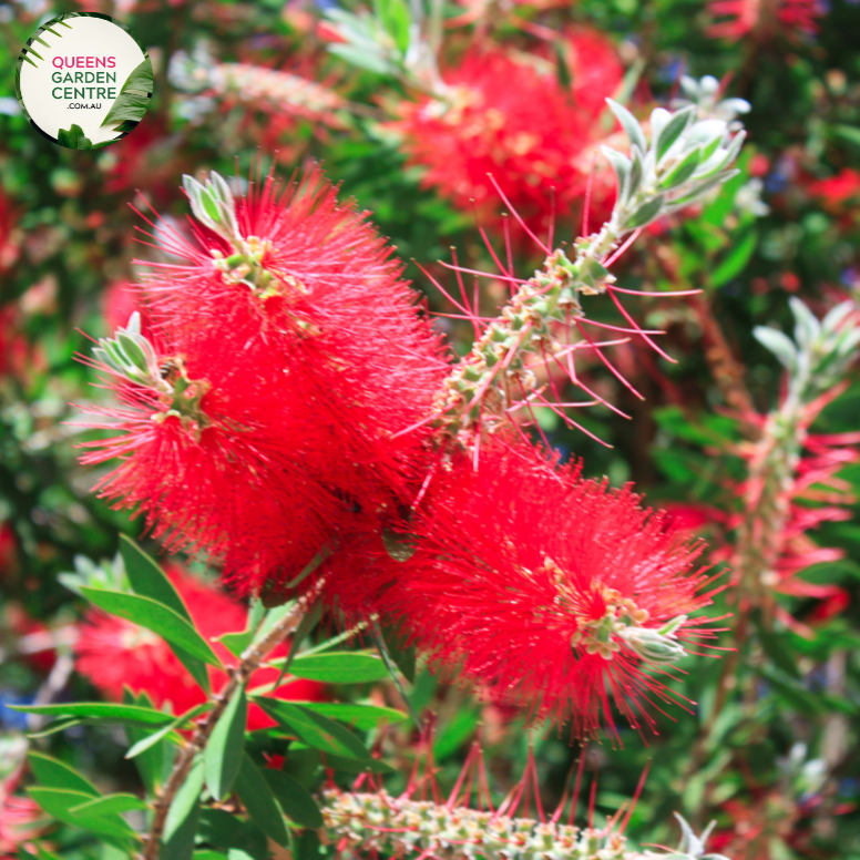 "A detailed image of the Callistemon 'Candy Pink' plant, showcasing its unique and vibrant features. The bottlebrush-like spikes of candy pink flowers stand out against the backdrop of slender green foliage. The compact and ornamental nature of the Callistemon 'Candy Pink' makes it a delightful addition to garden landscapes, offering a burst of color and charm. The plant's distinctive flowers add visual interest, creating a lively and appealing focal point in outdoor settings."