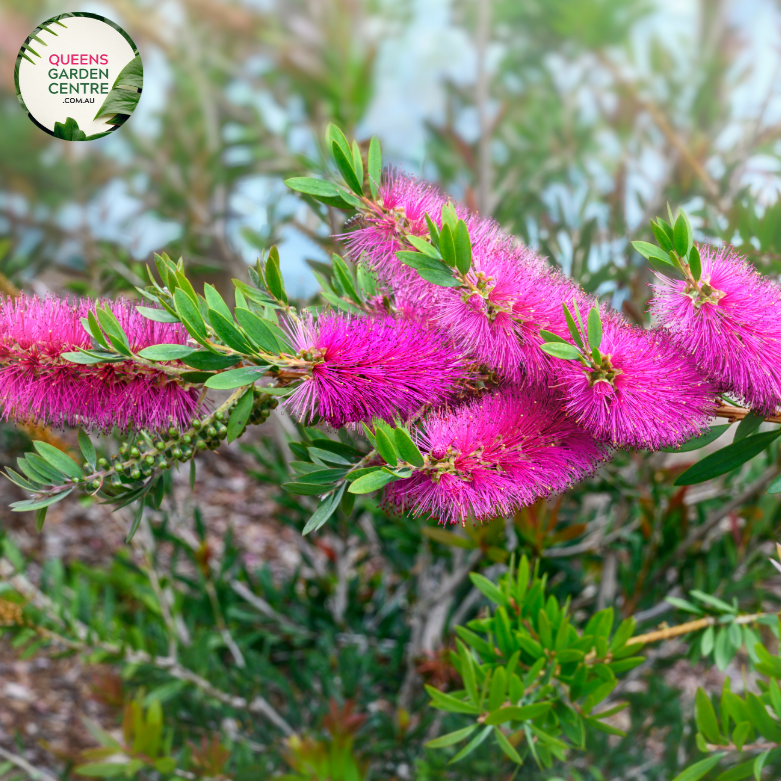 Close-up of Callistemon Hot Pink: This image showcases a detailed view of the Callistemon Hot Pink flower. The vibrant pink flower spikes are densely packed and extend from the tip of the branch, creating a striking display. Each individual flower features a cylindrical shape with a cluster of long stamens emerging from the center, giving it a bottlebrush-like appearance. The bright pink coloration contrasts beautifully against the backdrop of glossy green leaves.