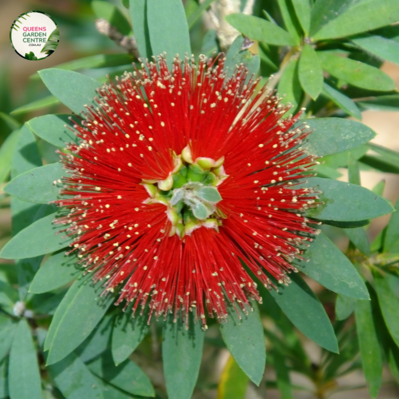 An image of a Callistemon Little John plant, a dwarf variety of bottlebrush plant. The plant showcases dense, compact growth with a rounded shape. It features narrow, dark green leaves that are soft to the touch. At the tips of the branches, clusters of vibrant red, bottlebrush-shaped flowers bloom, creating a stunning contrast against the foliage.