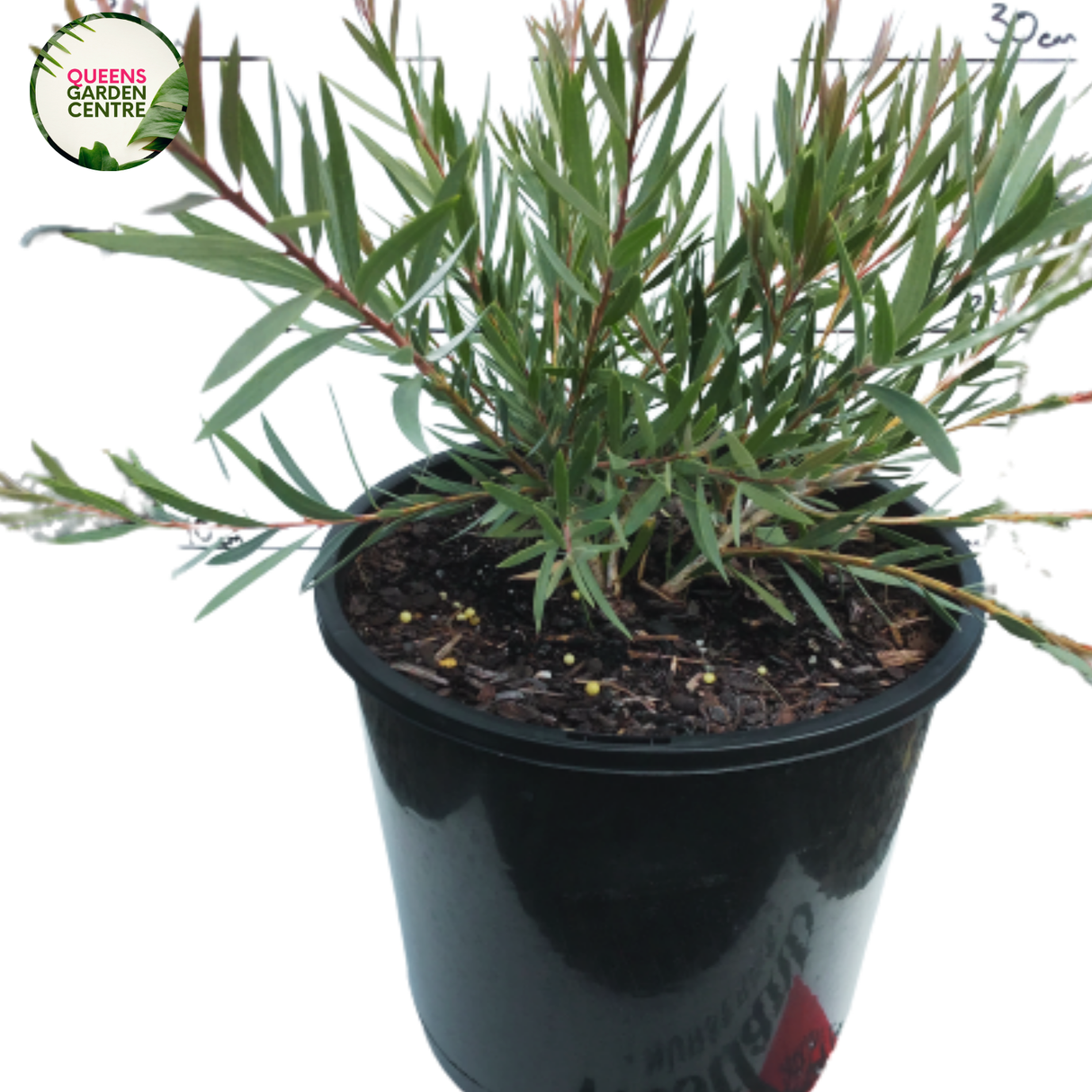 Callistemon Sugar Candy features vibrant pink, brush-like flowers with green foliage, creating a striking contrast in gardens or landscapes.