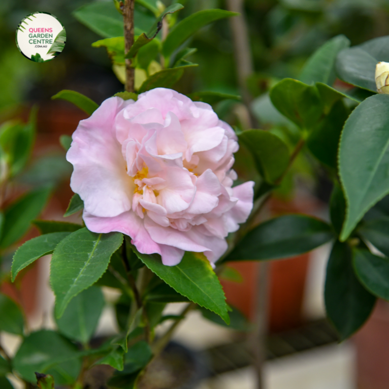 Close-up photo of a Camellia japonica Nuccio Jewel plant, showcasing its exquisite and captivating flowers. The plant features large, pale pink blooms with a central cluster of golden-yellow stamens. The petals have a smooth and slightly waxy texture, adding depth and visual interest to the blossoms.